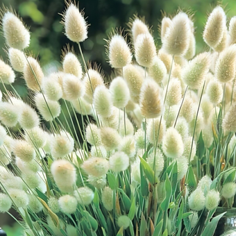 Dmuszek jajowaty 'Lagurus' Bunny tails