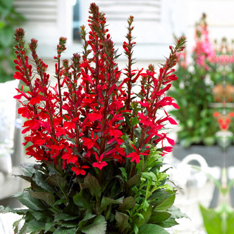 Lobelia 'Lobelia' Starship scarlet