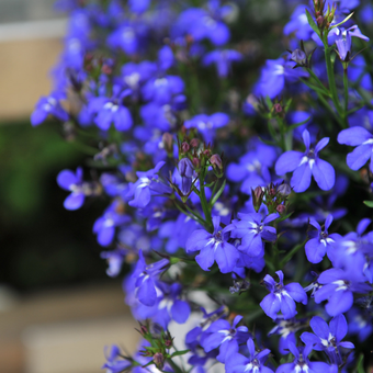 Lobelia 'Lobelia' Bella oceano