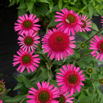 Jeżówka 'Echinacea' Delicious Candy