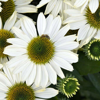 Jeżówka 'Echinacea' Pearl White