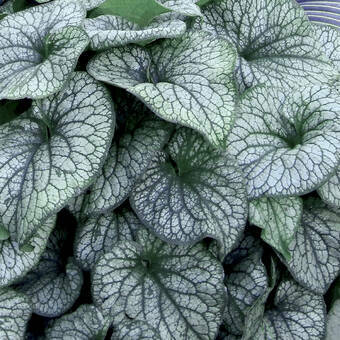 Brunnera, Alexander's Great