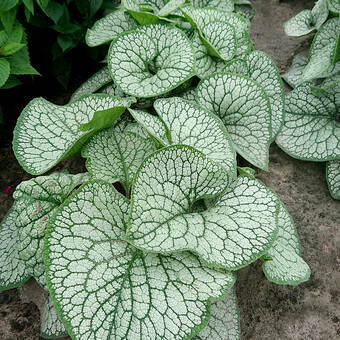 Brunnera, Sea Heart