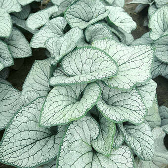 Brunnera, Silver Heart