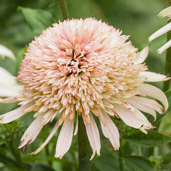 Jeżówka 'Echinacea' Cherry Fluff