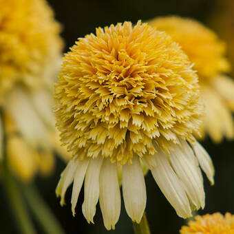 Jeżówka 'Echinacea' Lemon Drop