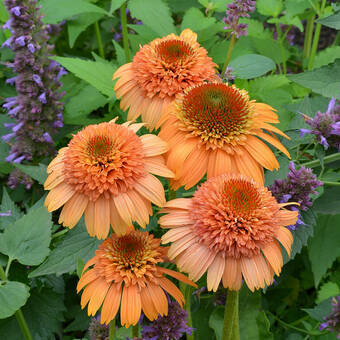 Jeżówka 'Echinacea' Supreme Cantaloup