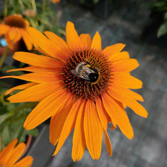 Jeżówka 'Echinacea' Skipper Honey