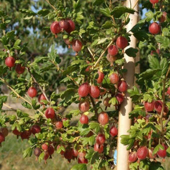 Agrest krzaczasty Czerwony 'Ribes uva- crispa' Krasnosłowiański