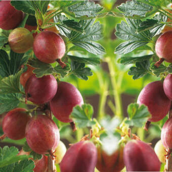 Agrest krzaczasty Czerwony 'Ribes uva- crispa' Triumf