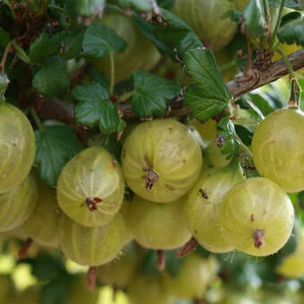 Agrest krzaczasty Zielony 'Ribes uva- crispa' Hinomakirot 