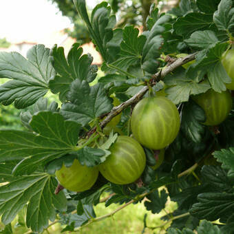 Agrest krzaczasty Zielony 'Ribes uva- crispa' Invicta