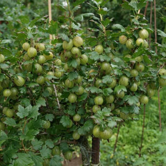 Agrest krzaczasty Zielony 'Ribes uva- crispa' Krasnosłowiański