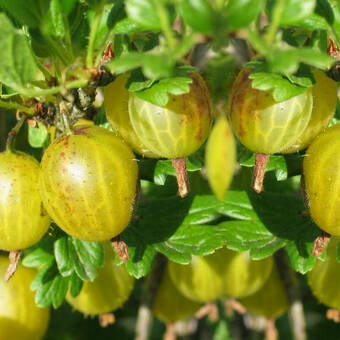 Agrest krzaczasty Zielony 'Ribes uva- crispa' Niesłuchowski