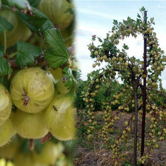 Agrest Pienny Zielony 'Ribes uva- crispa' Hinomakirot
