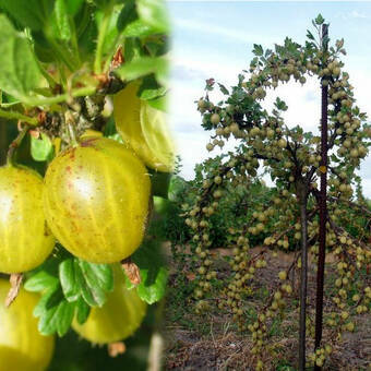 Agrest Pienny Zielony 'Ribes uva- crispa' Niesłuchowski