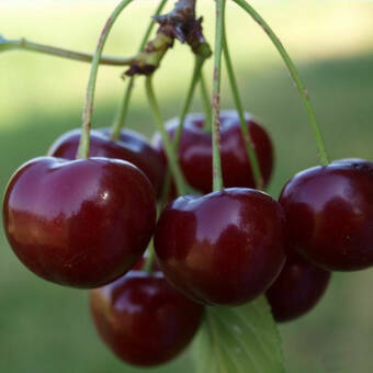 Czereśnia karłowa 'prunus avium' Karesowa