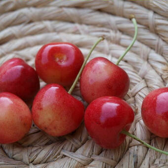 Czereśnia karłowa 'prunus avium' Pola