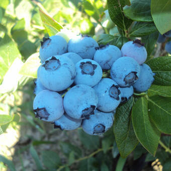 Borówka Amerykańska 'Vaccinium corymbosum' Bluecrop