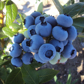 Borówka Amerykańska 'Vaccinium corymbosum' Duke