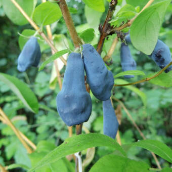 Jagoda Kamczacka 'Lonicera caerulea' Atut