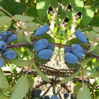 Jagoda Kamczacka 'Lonicera caerulea' Zestaw 10szt. Wojtek 