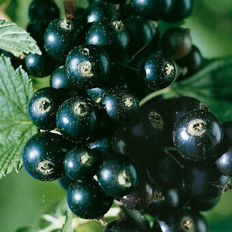 Porzeczka krzaczasta Czarna 'Ribes nigrum' Ojebyn