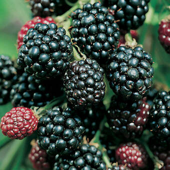 Jeżyna 'Rubus fruticosus' Thornfree