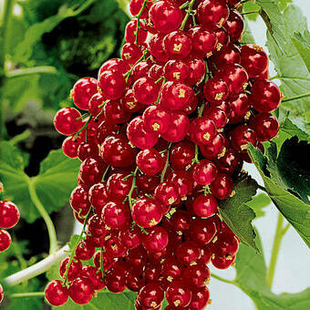 Porzeczka Krzaczasta Czerwona 'Ribes rubrum' Holenderska
