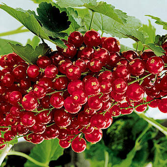 Porzeczka Krzaczasta Czerwona 'Ribes rubrum' Roseta