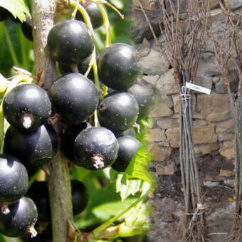 Porzeczka Pienna  Czarna 'Ribes nigrum' Tryton
