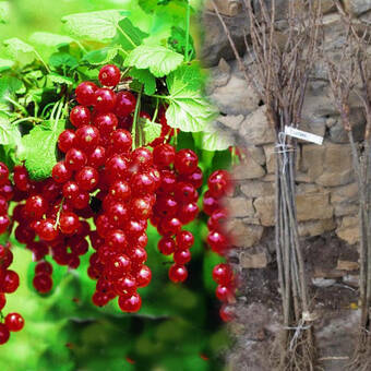 Porzeczka Pienna  Czerwona 'Ribes rubrum' Rondom
