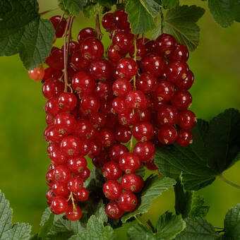 Porzeczka Pienna  Czerwona 'Ribes rubrum' Detvan