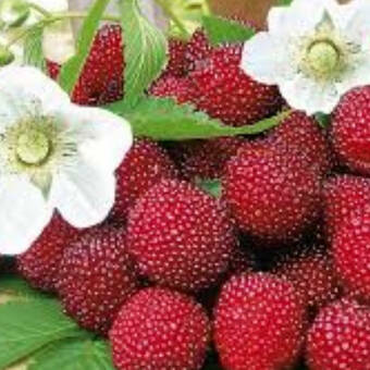 Malinotruskawka 'Rubus illecebrosus ' Ponętna