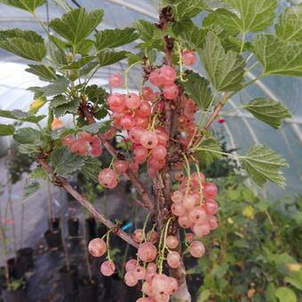 Porzeczka Na Pniu   'Ribes rubrum' Różowa 'HIT'