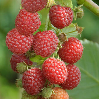 Malina Czerwona 'Rubus ideaus L' Zestaw 10szt. Tule 