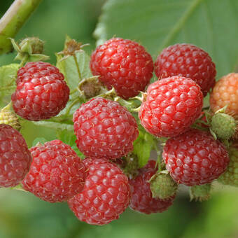 Malina Czerwona 'Rubus ideaus L' Zestaw 50szt. - 10% Taniej Veten 