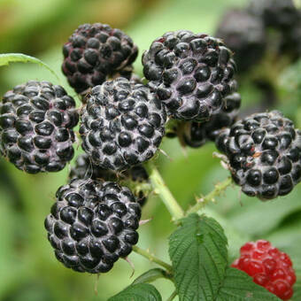 Malina Czarna  'Rubus ideaus L' Black Jewel
