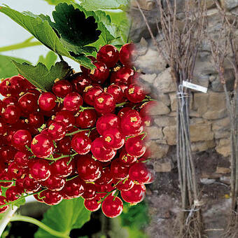 Porzeczka Pienna  Czerwona 'Ribes rubrum' Roseta