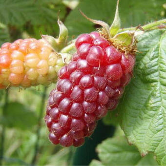 Malinojeżyna 'Rubus fruticosus'  Tryberry