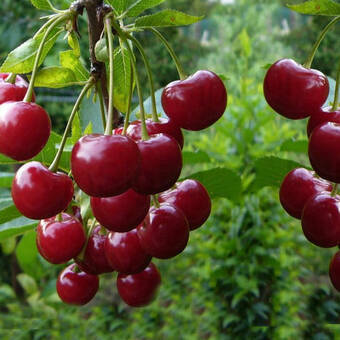 Czereśnia karłowa 'prunus avium' Valeska