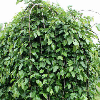 Morwa Biała Pendula Szczepiona 'Morus alba' 
