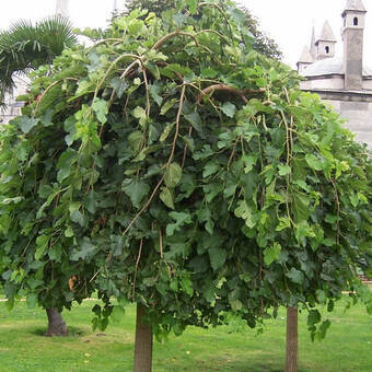 Morwa Czarna Pendula Szczepiona 'Morus nigra'  