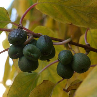 Kiwi 'Actinidia' Sentyabraskaya  Żeńska   