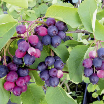 Świdośliwa 'Amelanchier ' Honeywood