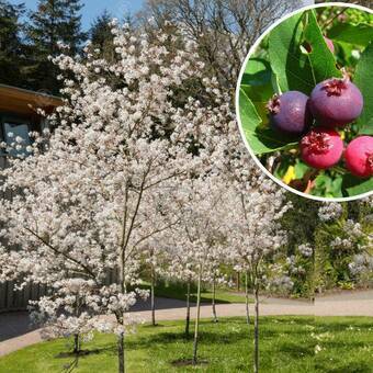 Świdośliwa  Na pniu 'Amelanchier ' Pembina