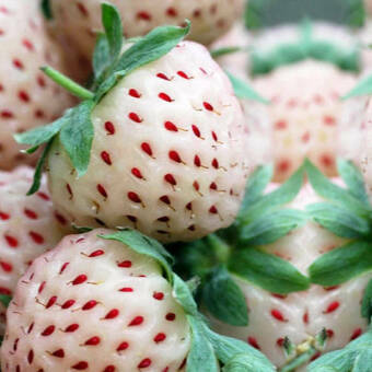 Truskawki Zestaw 12szt. 'Fragaria ananasa' Pinabery