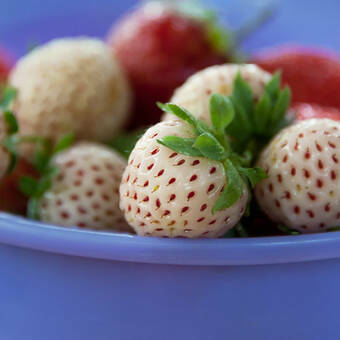 Truskawka Biała 'Fragaria ananasa' White Dream 2szt.