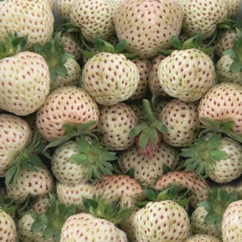 Truskawka Biała 'Fragaria ananasa' Ananasowa