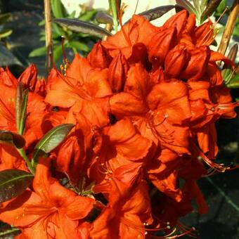 Azalia wielkokwiatowa  'Rhododendron' Bordowa
